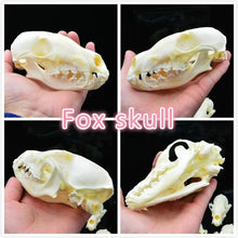 Load image into Gallery viewer, real Coypu skull,Muskrat skull,Fox skull,Mink skull, animal Skull specimen Collectibles Study
