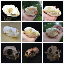 Load image into Gallery viewer, real Coypu skull,Muskrat skull,Fox skull,Mink skull, animal Skull specimen Collectibles Study
