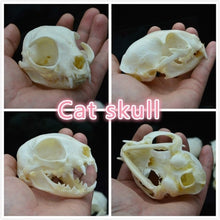Load image into Gallery viewer, real Coypu skull,Muskrat skull,Fox skull,Mink skull, animal Skull specimen Collectibles Study
