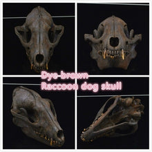 Load image into Gallery viewer, real Coypu skull,Muskrat skull,Fox skull,Mink skull, animal Skull specimen Collectibles Study
