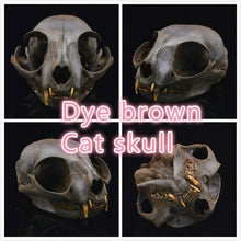 Load image into Gallery viewer, real Coypu skull,Muskrat skull,Fox skull,Mink skull, animal Skull specimen Collectibles Study
