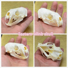 Load image into Gallery viewer, real Coypu skull,Muskrat skull,Fox skull,Mink skull, animal Skull specimen Collectibles Study
