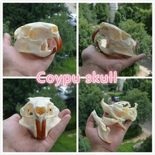 Load image into Gallery viewer, real Coypu skull,Muskrat skull,Fox skull,Mink skull, animal Skull specimen Collectibles Study

