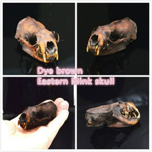 Load image into Gallery viewer, real Coypu skull,Muskrat skull,Fox skull,Mink skull, animal Skull specimen Collectibles Study
