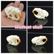 Load image into Gallery viewer, real Coypu skull,Muskrat skull,Fox skull,Mink skull, animal Skull specimen Collectibles Study
