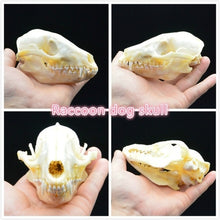 Load image into Gallery viewer, real Coypu skull,Muskrat skull,Fox skull,Mink skull, animal Skull specimen Collectibles Study
